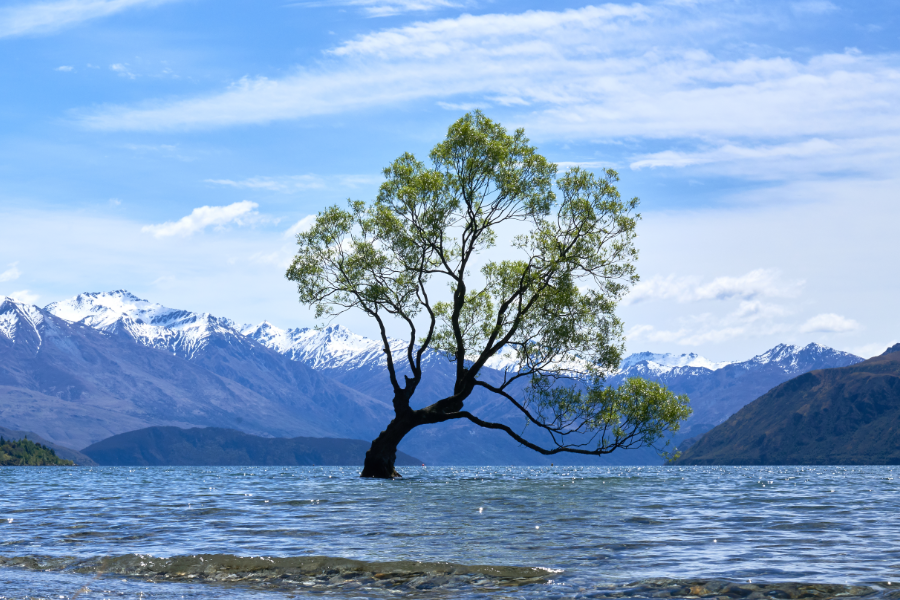 Pushing back against public health threats in Aotearoa New Zealand